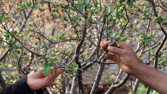 Erkenci eriğin hasadına başlandı