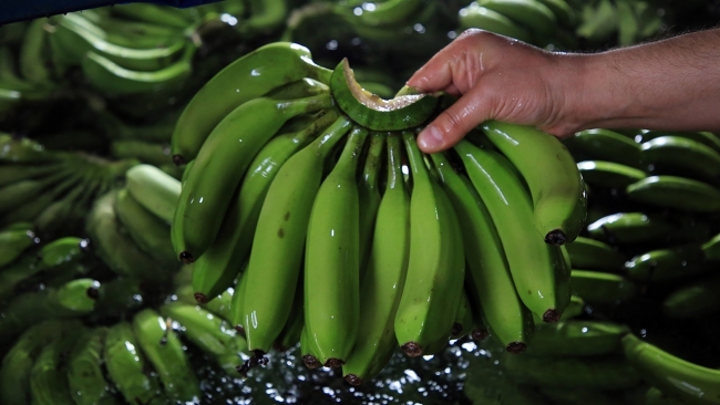 Devlet desteğiyle genişleyen seralarda üretim arttı