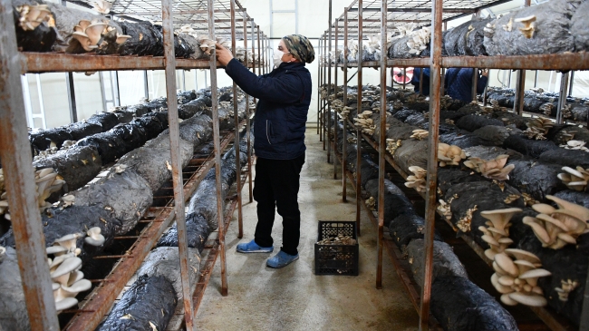 Köyüne dönerek tesis kurdu, şimdi taleplere yetişemiyor