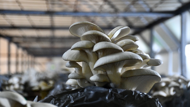 Köyüne dönerek tesis kurdu, şimdi taleplere yetişemiyor