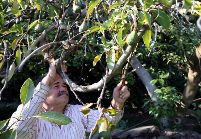 Salgında avokadonun satışı arttı