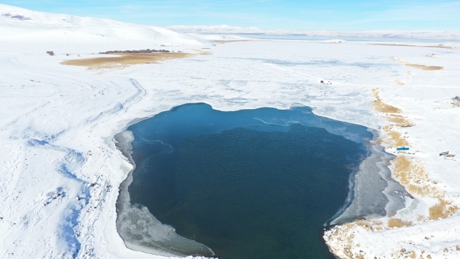 Çıldır Gölü'nde yeni bir kuş türü gözlemlendi: Sütlabi Ördeği