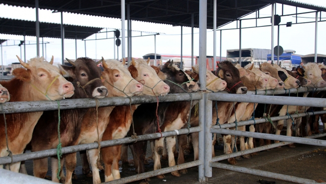 Türkiye'nin en büyük canlı hayvan pazarı için karar
