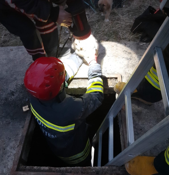 Yavru köpekler çukura düştü, yardıma itfaiye yetişti