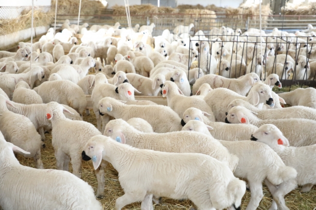 Baharın müjdecisi kuzular annelerine kavuştu