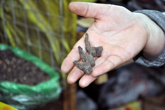 Kırgız Bakan koronavirüse karşı 'zehirli bitki çayı' içti