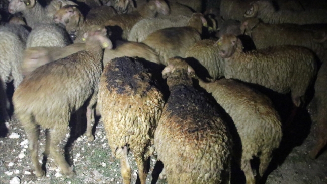 Uşak'ta yangın: 2 ev, 1 ahır kullanılamaz hale geldi