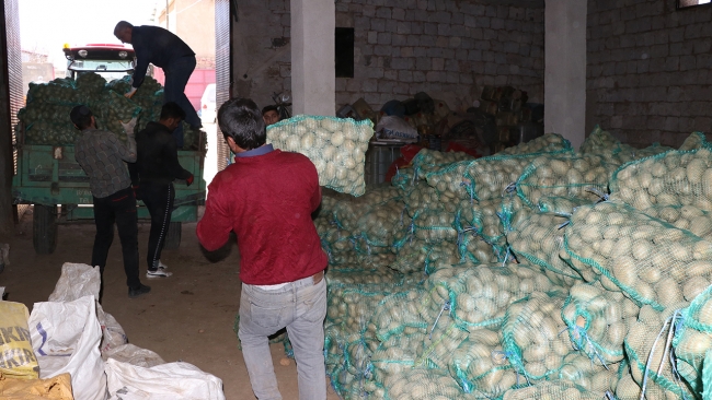 35 bin ton patates ihtiyaç sahiplerine dağıtıldı