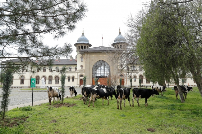 Üniversitenin çimlerini inekler biçti