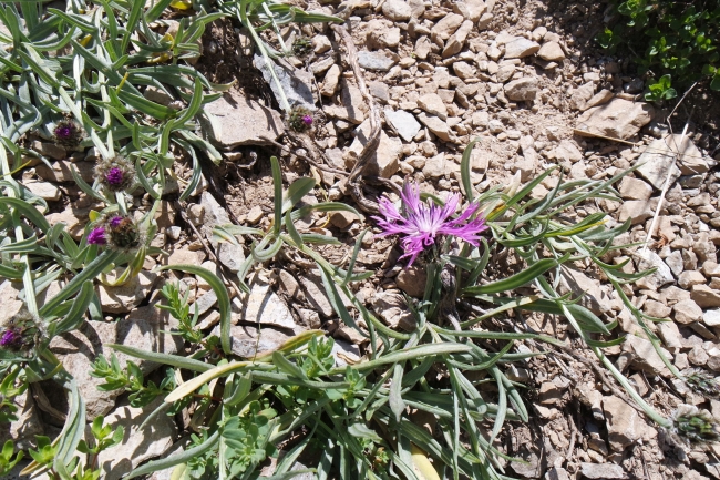Yama Dağı'nda yeni bir çiçek türü keşfedildi