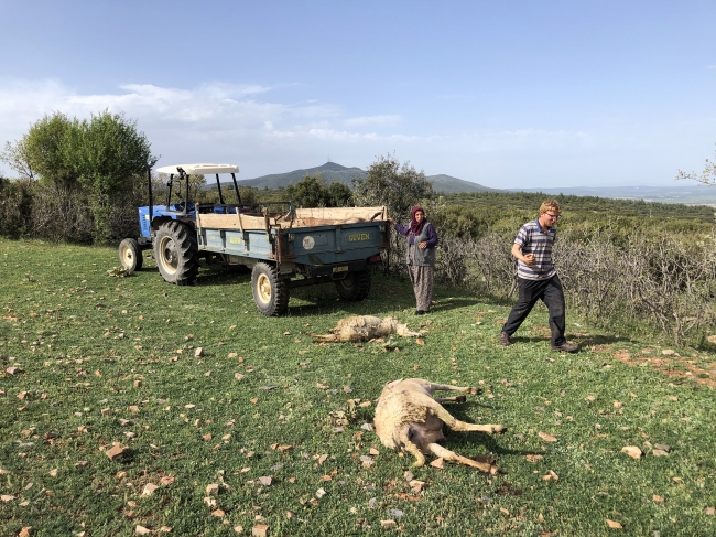 Uşak'ta merada otlayan 80 koyun telef oldu