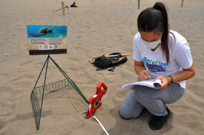 İztuzu sahiline caretta carettalar yumurta bırakmaya başladı