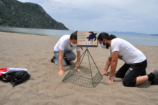 İztuzu sahiline caretta carettalar yumurta bırakmaya başladı