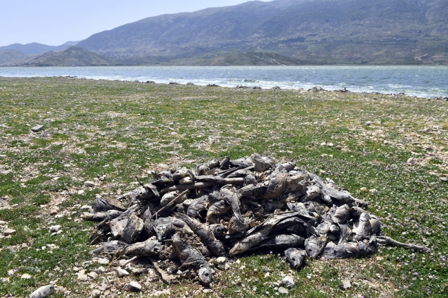 Lübnan'daki Karun Baraj Göleti’nde tonlarca balık telef oldu