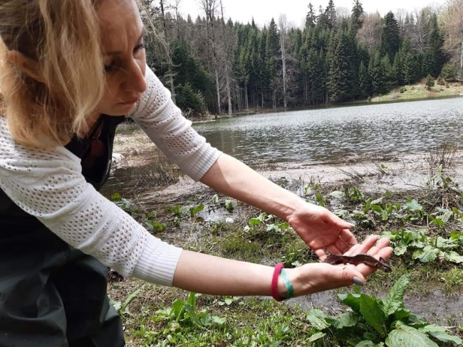 Tortul Göleti’nde görülen kuzey şeritli semender izlenecek
