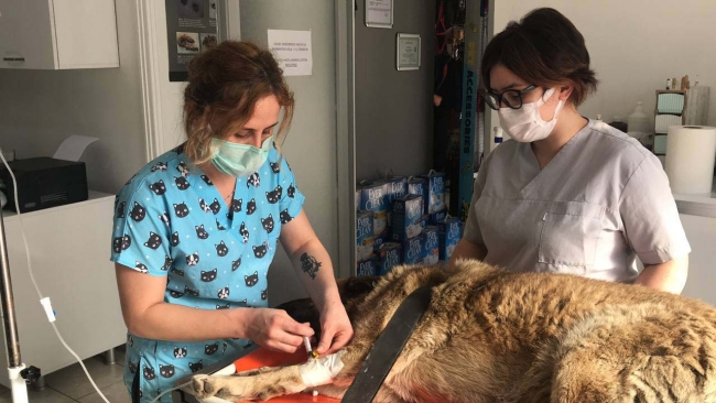 Yaralı köpeği sedyeyle veterinere taşıdılar