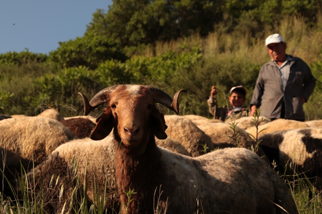 Baba mesleği çobanlığı 30 yıldır sevgiyle yapıyor
