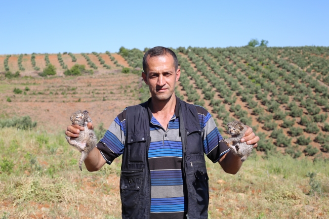 Tarlada yaban kedisi yavruları bulundu