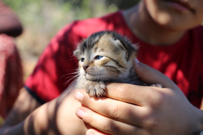 Tarlada yaban kedisi yavruları bulundu