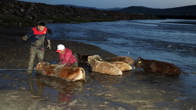 Nehir kenarında çamura saplanan 17 büyükbaş hayvan kurtarıldı