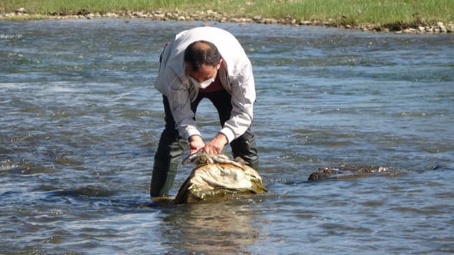 Kaçak avlanan 1 ton canlı inci kefali suya bırakıldı