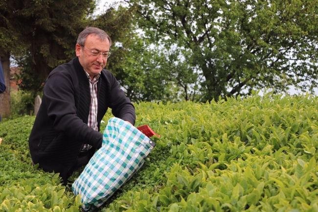 ÇAYKUR beyaz çayın kilogramını 600 liradan alacak