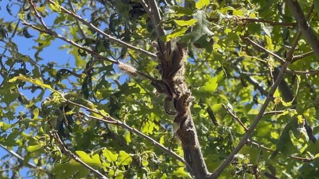 Tırtıllar Bingöl’de ormanlık alanları istila etti