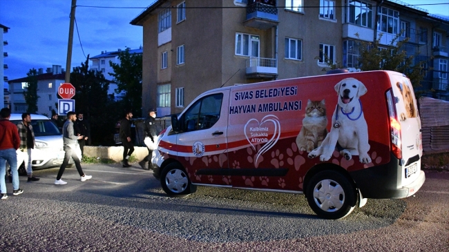 Beslediği pitbull küçük kardeşini yaraladı