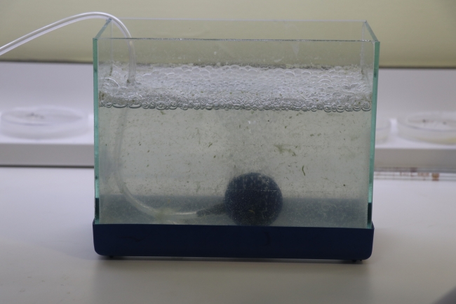 Müsilajda mikroalg florası tespiti