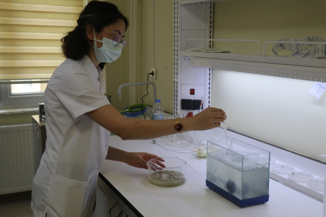 Müsilajda mikroalg florası tespiti