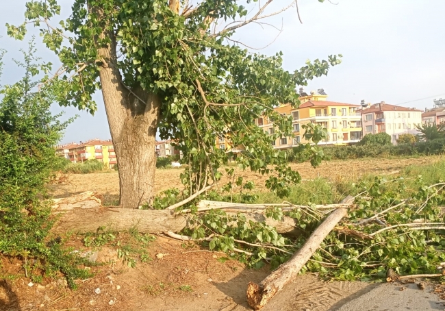 Ege'de fırtına: Çatılar uçtu, ağaçlar devrildi