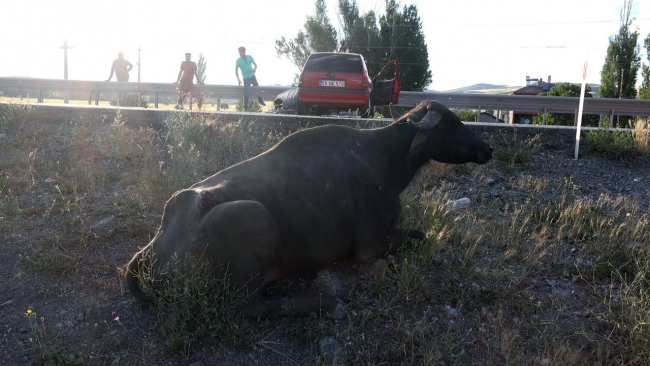 Sivas'ta otomobil mandaya çarptı: 3 yaralı