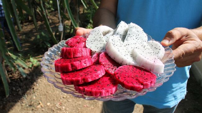 Ejder meyvesinin hasadı başladı