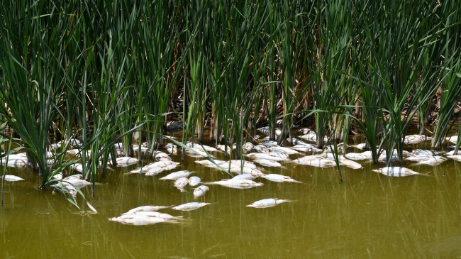 Kızılırmak'taki balık ölümlerinin nedeni belli oldu