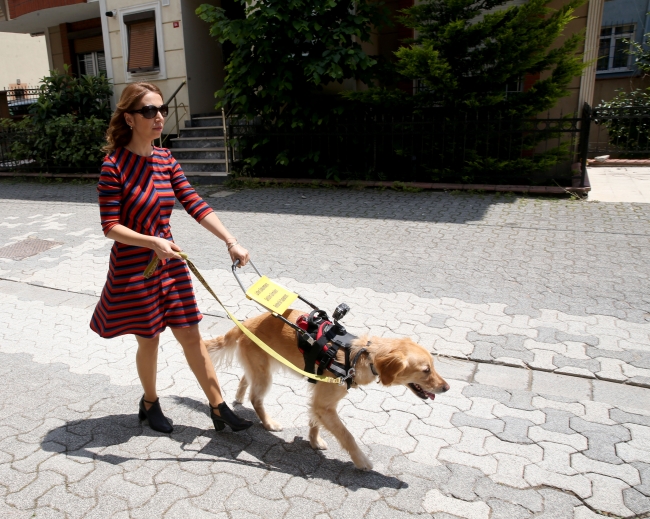Görme engelli öğretmen rehber köpeği "Angel" ile daha özgür