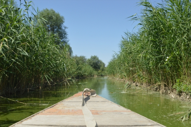 Göçmen kuşların durağı kuraklık nedeniyle zor günler geçiriyor