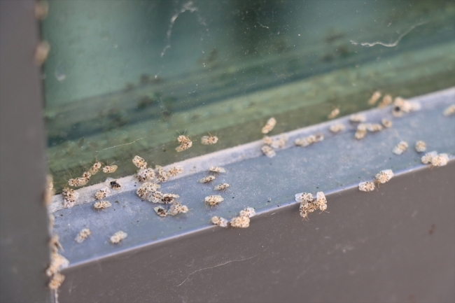 Dantel böceği 3 şehri istila etti