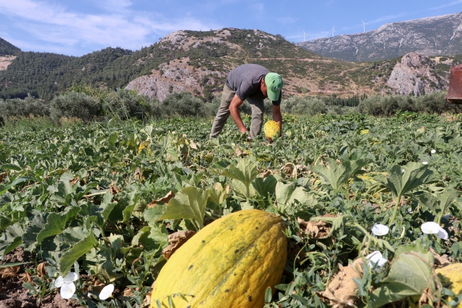 Coğrafi işaret tescilli Kırkağaç kavununda hasat dönemi
