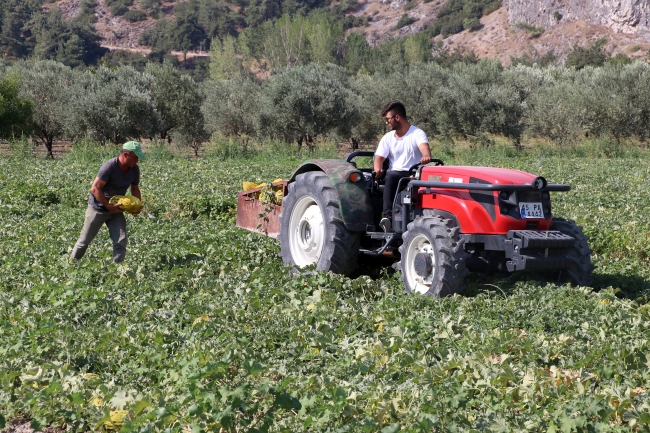 Coğrafi işaret tescilli Kırkağaç kavununda hasat dönemi