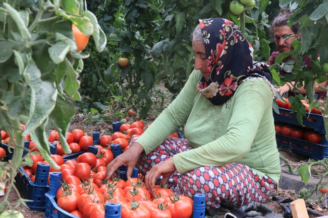 Orman mühendisi iki kardeşin 'modern çiftlik' hayali gerçeğe dönüştü