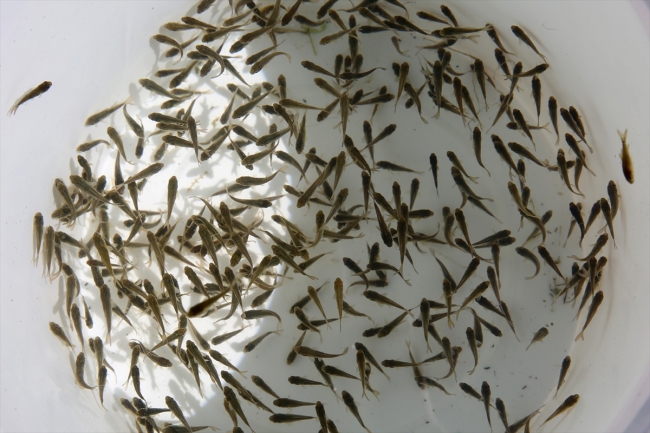 Baraj ve göletlere 12 milyon yavru sazan