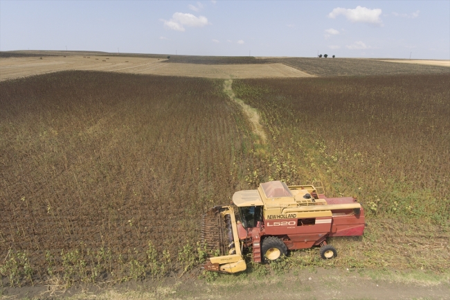 "Doğanın sarı gelini" ayçiçeğinde hasat başladı