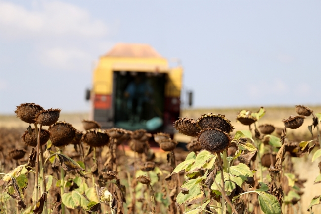 "Doğanın sarı gelini" ayçiçeğinde hasat başladı