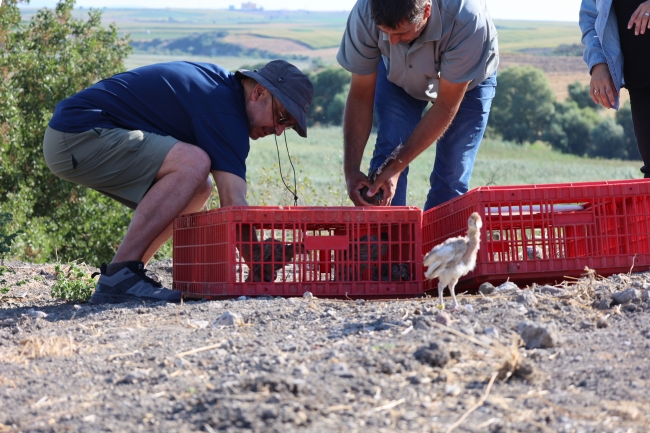 Balıkesir'de 120 sülün doğaya salındı