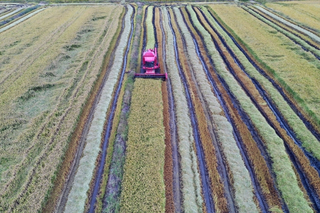 Çeltik ambarı Edirne'de hasat başladı