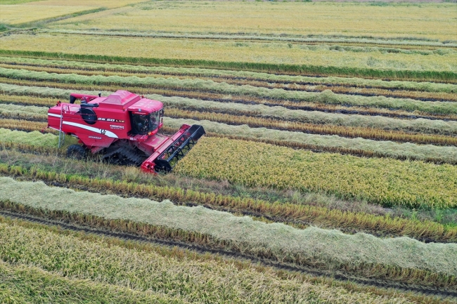 Çeltik ambarı Edirne'de hasat başladı