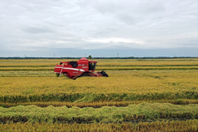 Çeltik ambarı Edirne'de hasat başladı