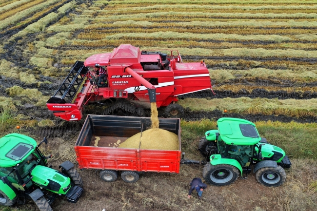 Çeltik ambarı Edirne'de hasat başladı