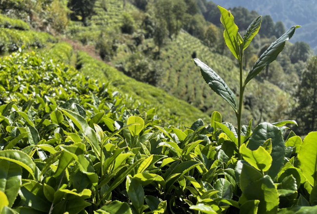 ÇAYKUR, tarihinin en yüksek yaş çay alımını gerçekleştirdi