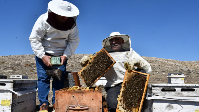 Hobisi işe dönüştü, 7 ton bal üretiyor